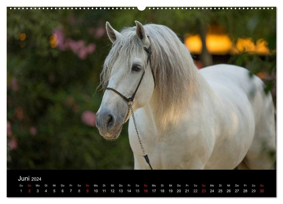 Spaniens stolze Pferde (CALVENDO Premium Wandkalender 2024)
