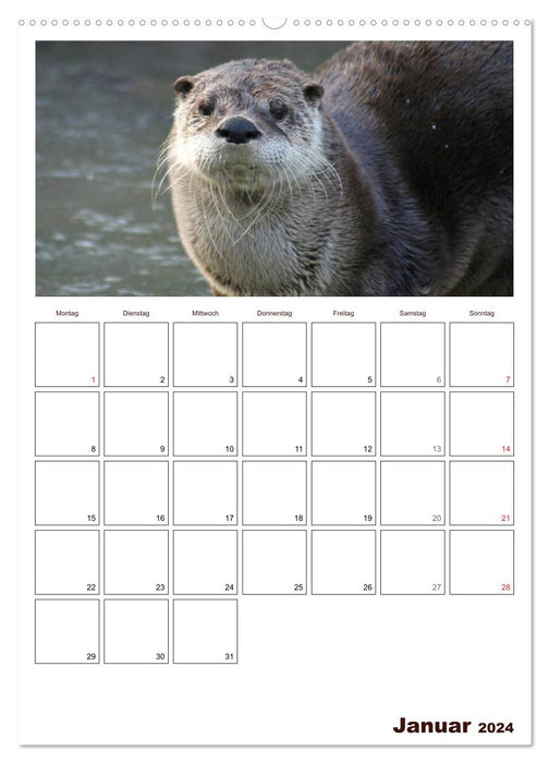 Der Fischotter-Terminplaner (CALVENDO Wandkalender 2024)