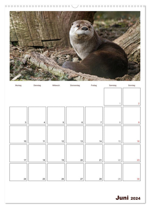 The otter appointment planner (CALVENDO wall calendar 2024) 