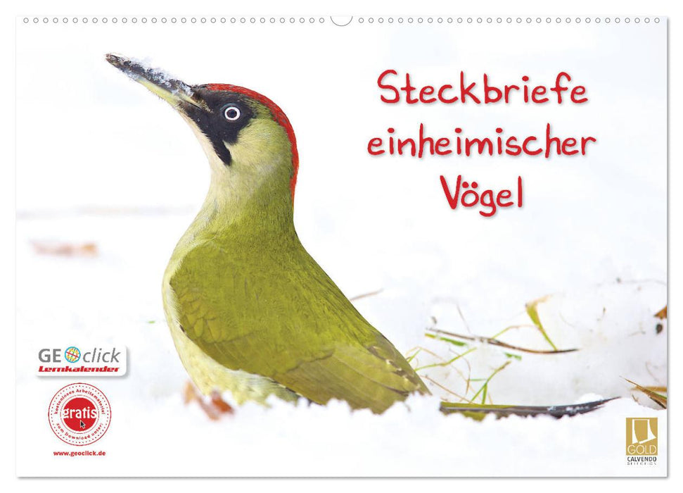 Steckbriefe einheimischer Vögel (CALVENDO Wandkalender 2024)