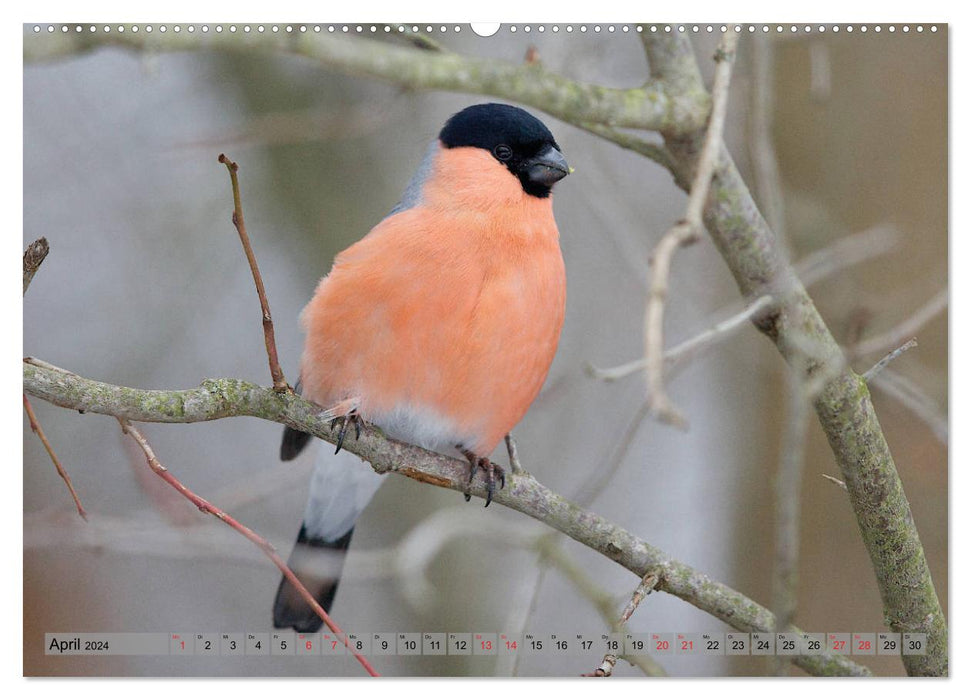 Steckbriefe einheimischer Vögel (CALVENDO Wandkalender 2024)