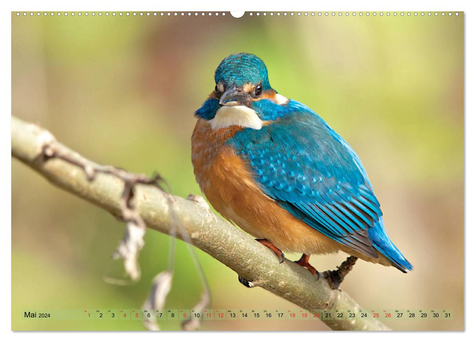 Profiles of local birds (CALVENDO wall calendar 2024) 