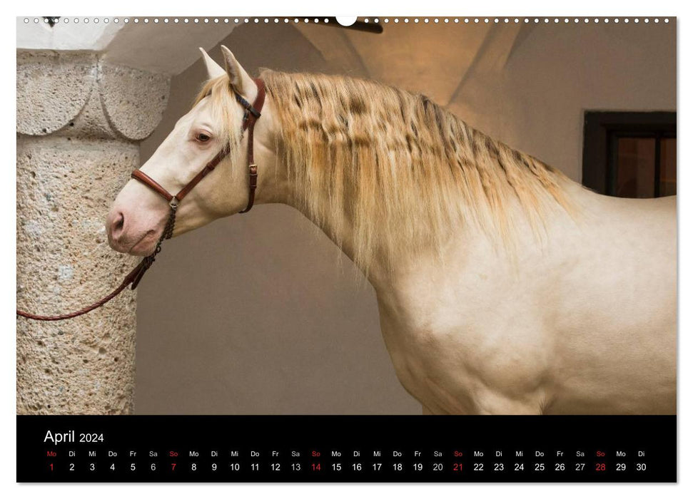 Spaniens stolze Pferde (CALVENDO Wandkalender 2024)