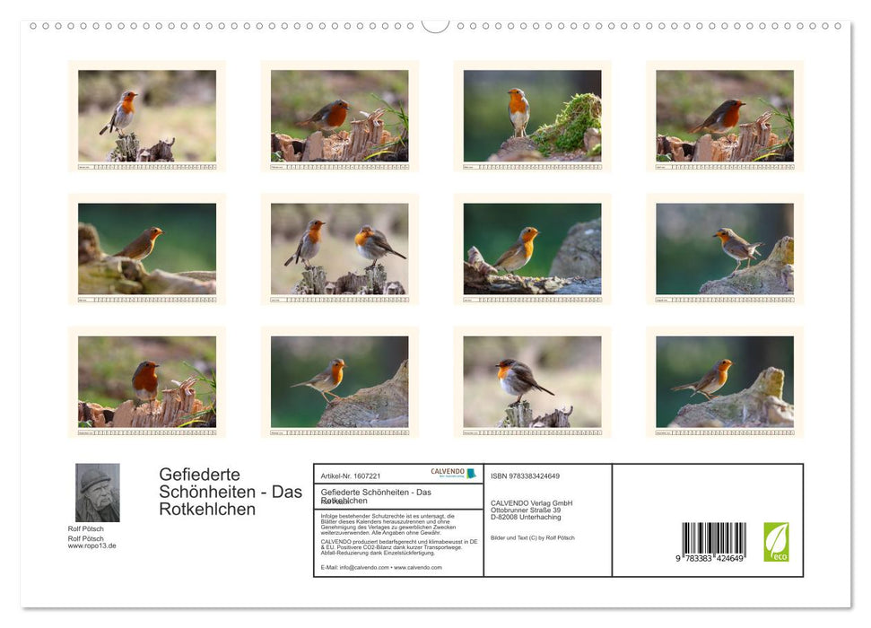 Feathered Beauties - The Robin (CALVENDO Premium Wall Calendar 2024) 