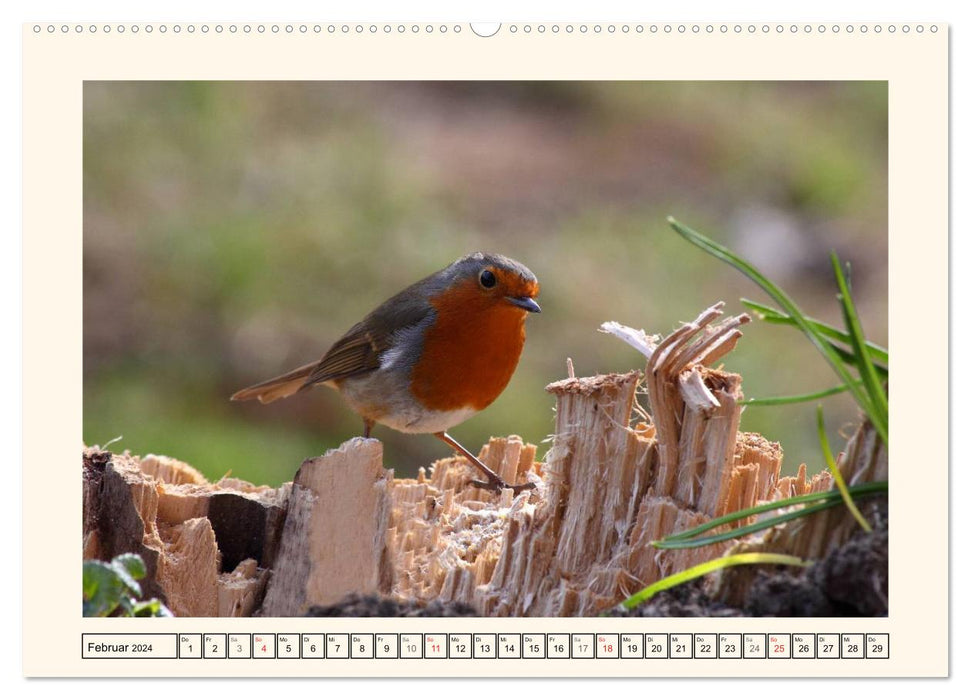 Feathered Beauties - The Robin (CALVENDO Premium Wall Calendar 2024) 