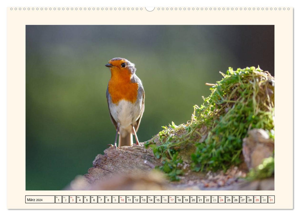 Feathered Beauties - The Robin (CALVENDO Premium Wall Calendar 2024) 