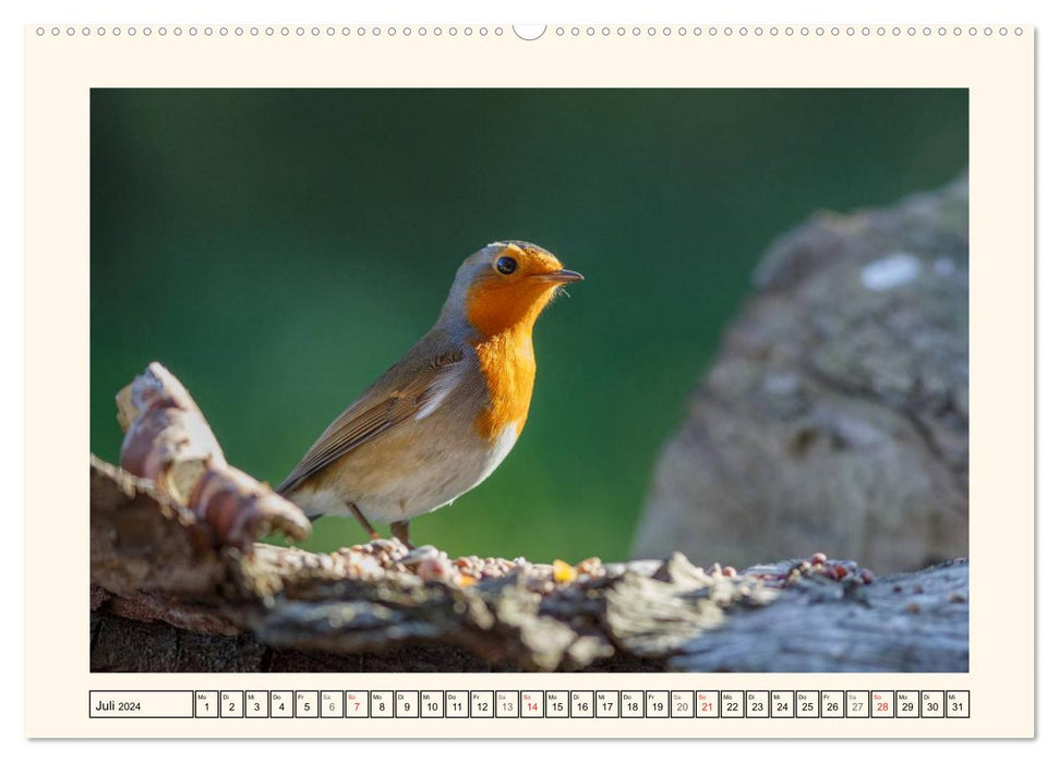 Feathered Beauties - The Robin (CALVENDO Premium Wall Calendar 2024) 