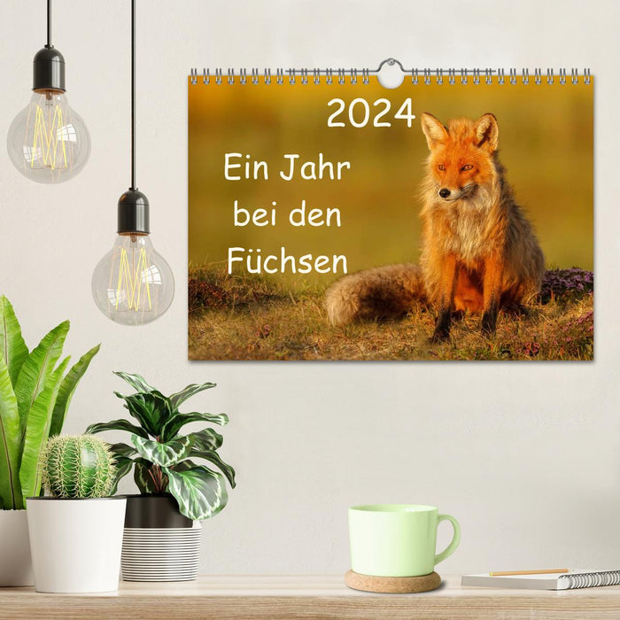 A year with the foxes (CALVENDO wall calendar 2024) 