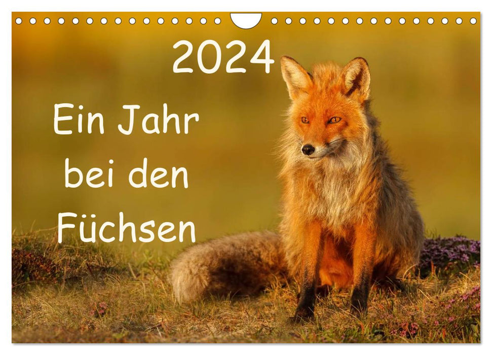 Ein Jahr bei den Füchsen (CALVENDO Wandkalender 2024)