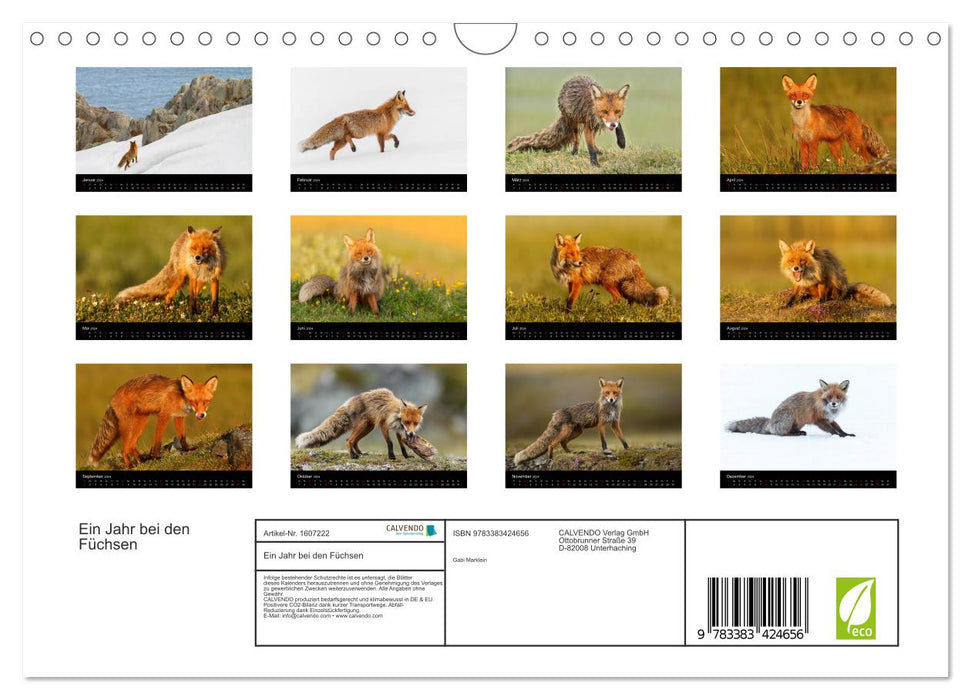 A year with the foxes (CALVENDO wall calendar 2024) 