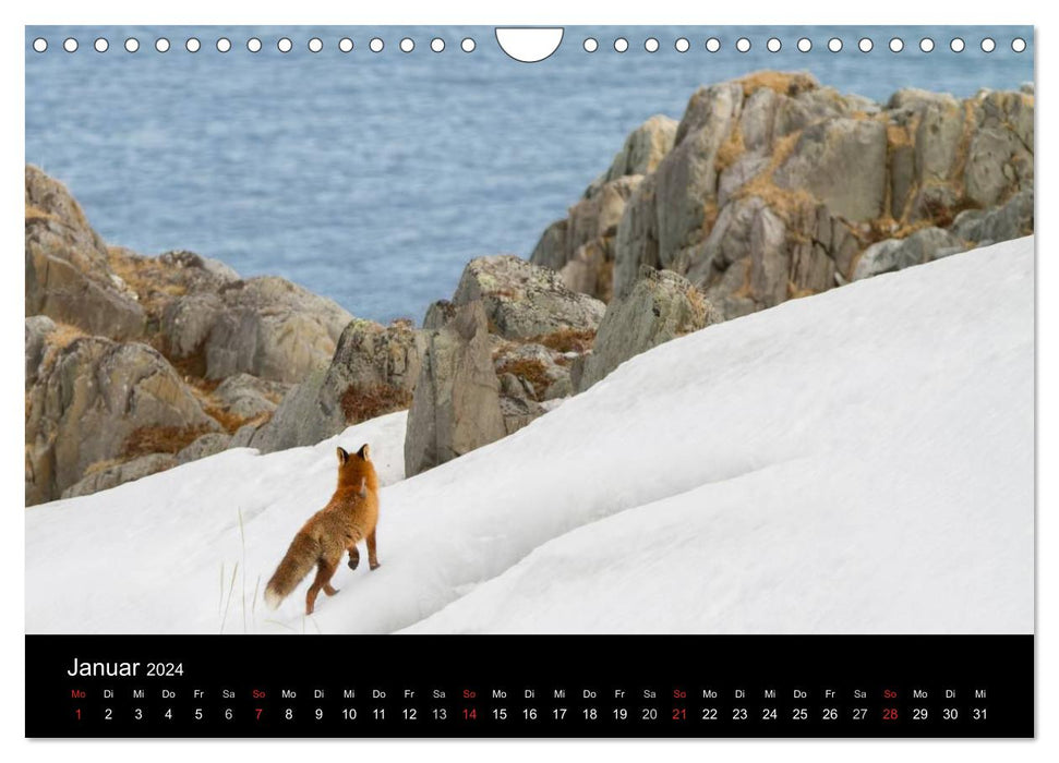 A year with the foxes (CALVENDO wall calendar 2024) 