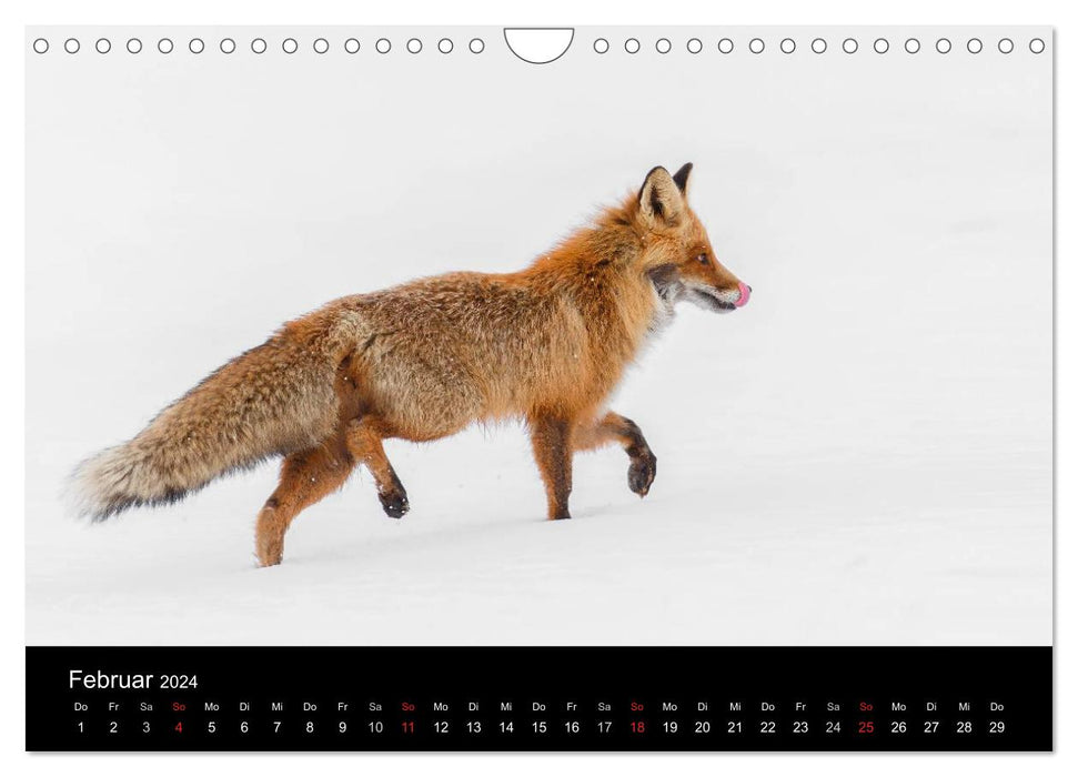 A year with the foxes (CALVENDO wall calendar 2024) 