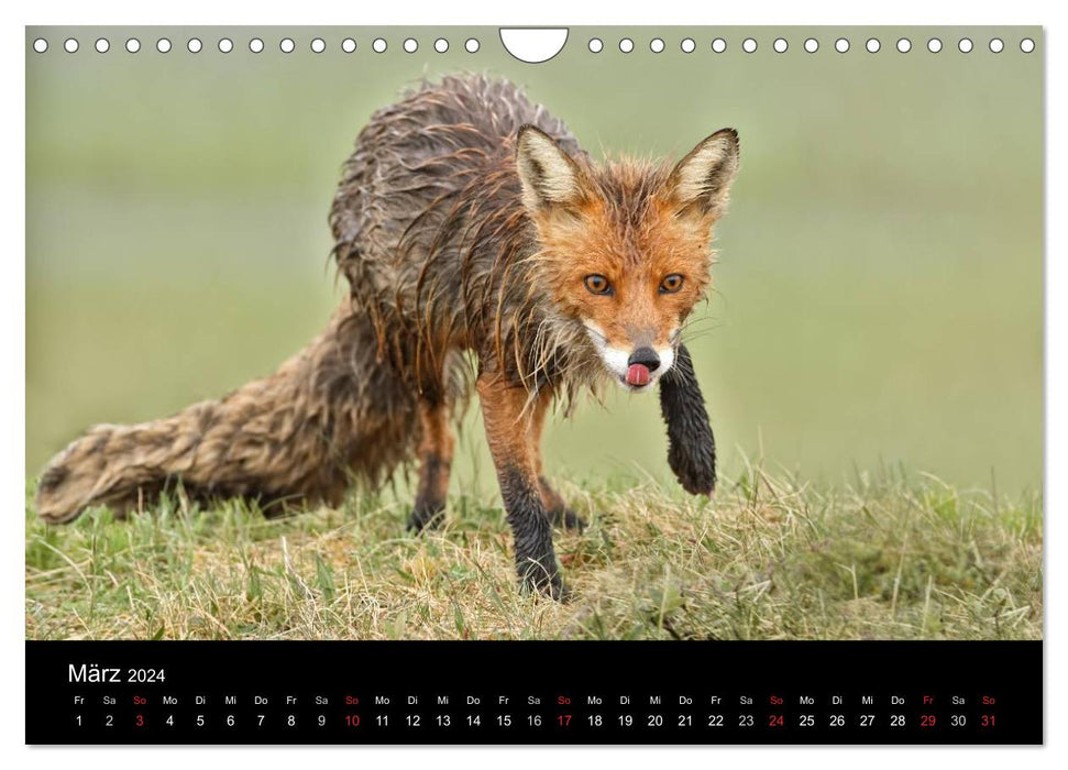 A year with the foxes (CALVENDO wall calendar 2024) 