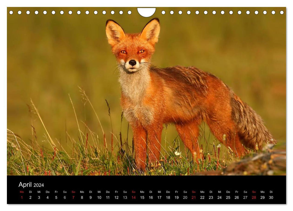 A year with the foxes (CALVENDO wall calendar 2024) 