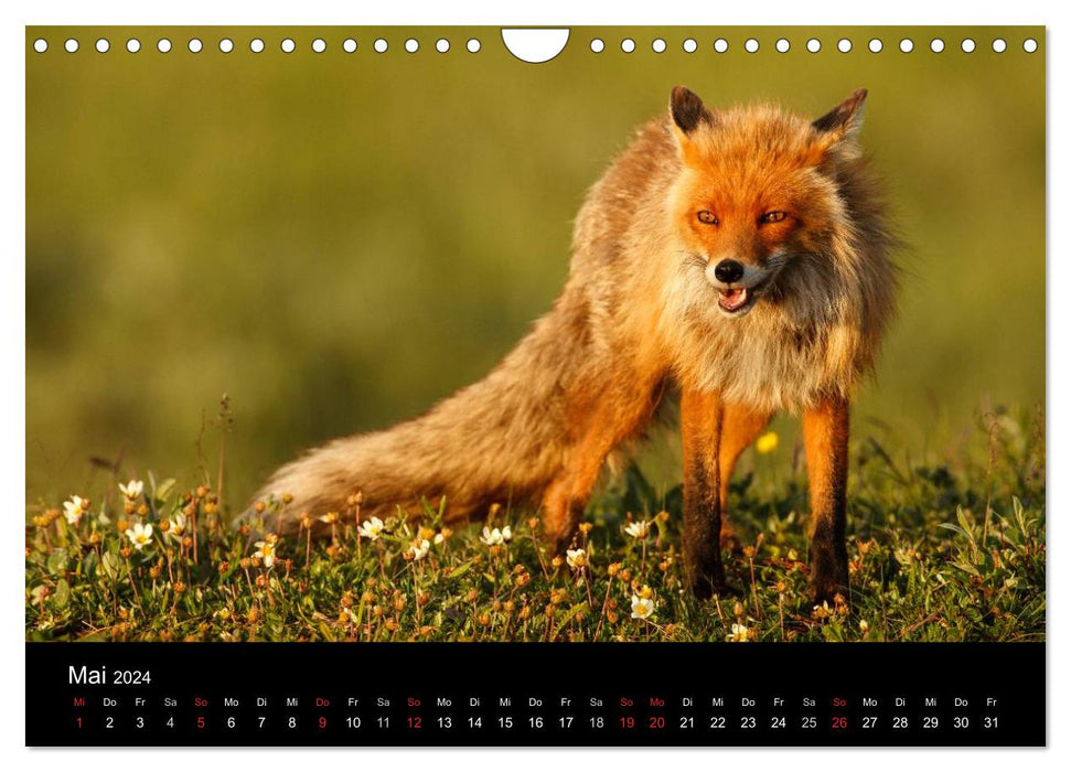 A year with the foxes (CALVENDO wall calendar 2024) 