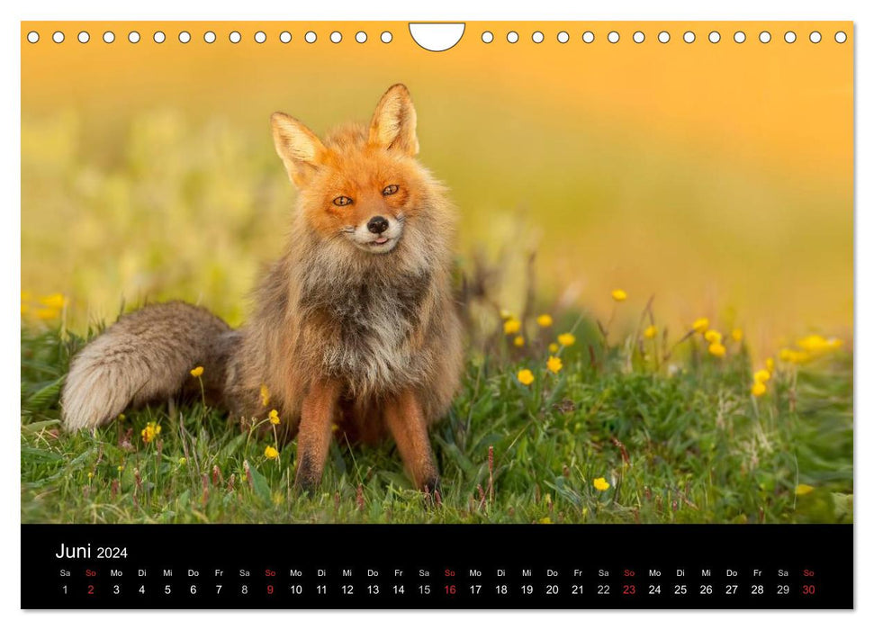 A year with the foxes (CALVENDO wall calendar 2024) 