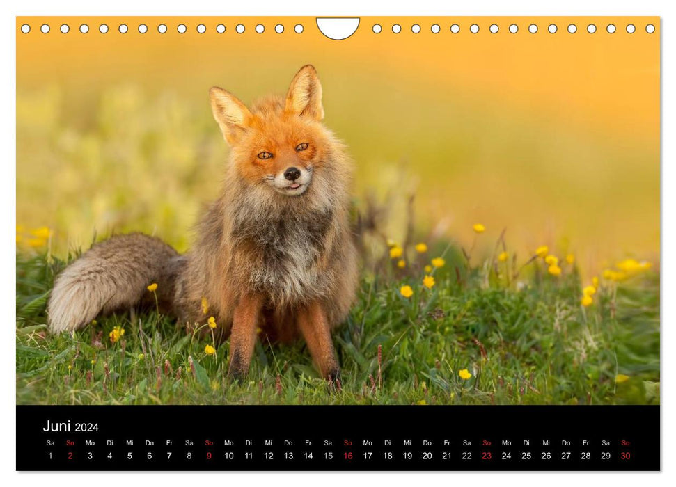 Ein Jahr bei den Füchsen (CALVENDO Wandkalender 2024)