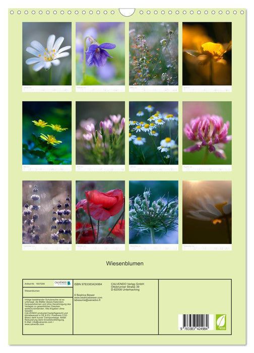 Meadow flowers (CALVENDO wall calendar 2024) 