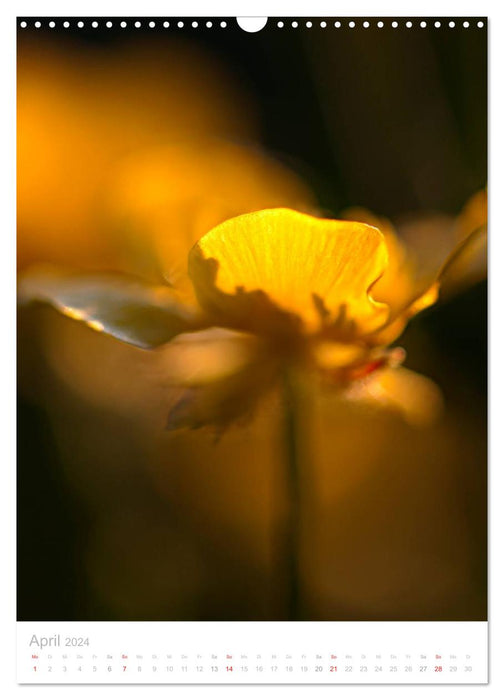 Wiesenblumen (CALVENDO Wandkalender 2024)