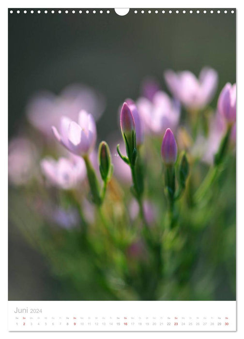 Meadow flowers (CALVENDO wall calendar 2024) 