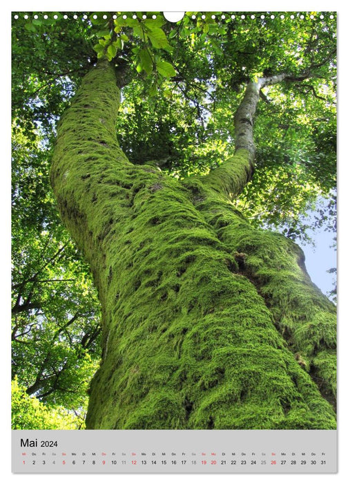 Faszination Baum (CALVENDO Wandkalender 2024)