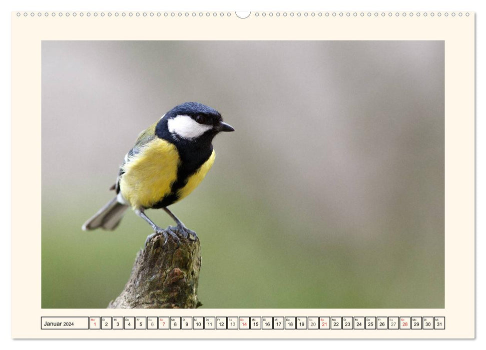 Feathered Beauties - The Great Tit (CALVENDO Premium Wall Calendar 2024) 