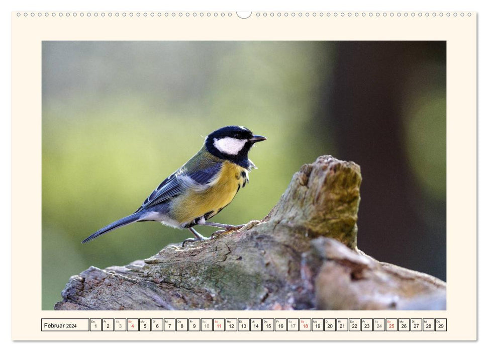 Feathered Beauties - The Great Tit (CALVENDO Premium Wall Calendar 2024) 