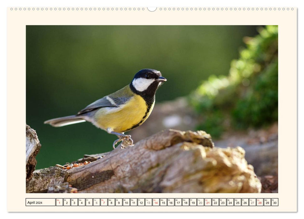 Feathered Beauties - The Great Tit (CALVENDO Premium Wall Calendar 2024) 