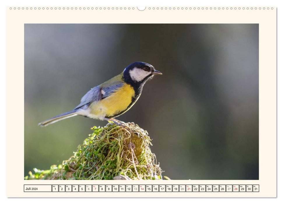 Feathered Beauties - The Great Tit (CALVENDO Premium Wall Calendar 2024) 