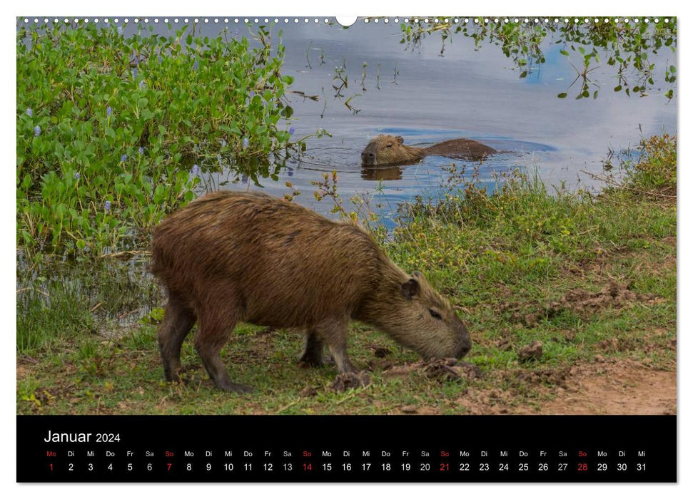 Zoo without fences - The Pantanal (CALVENDO Premium Wall Calendar 2024) 