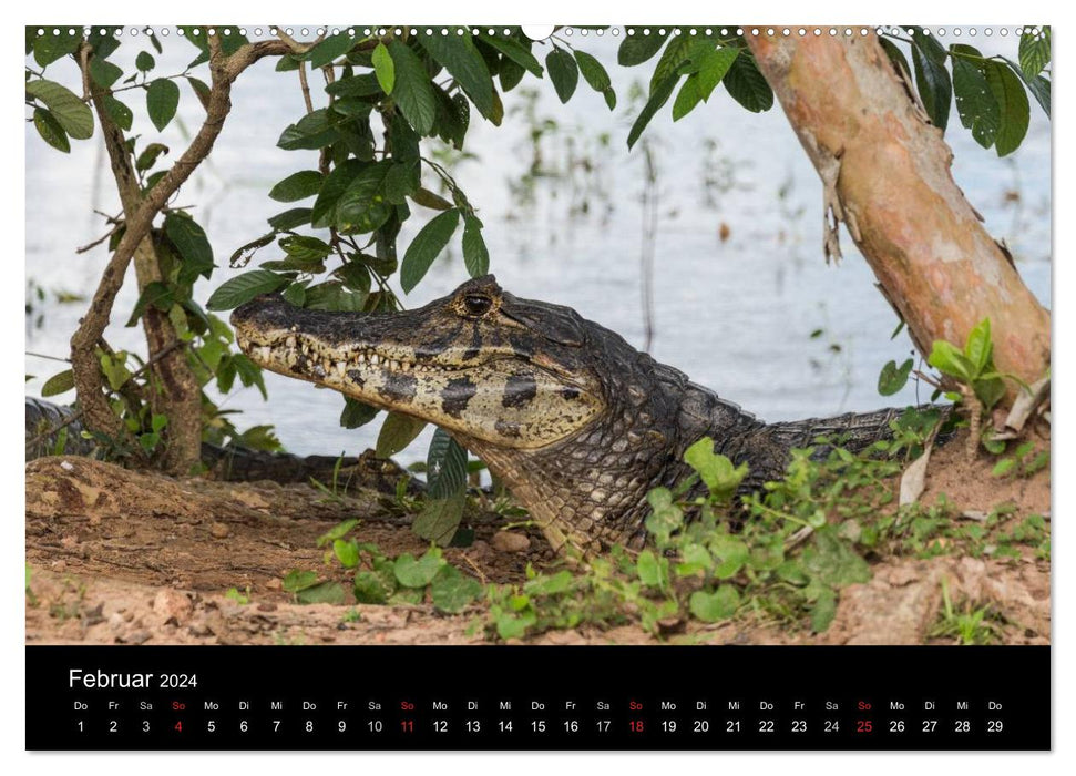 Zoo ohne Zäune - Das Pantanal (CALVENDO Premium Wandkalender 2024)