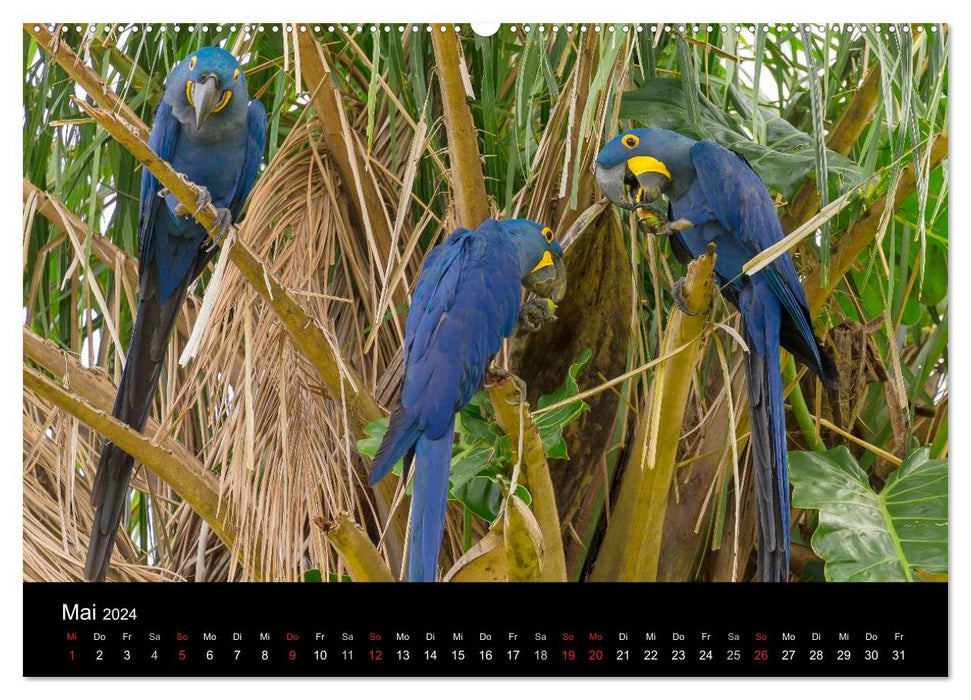 Zoo ohne Zäune - Das Pantanal (CALVENDO Premium Wandkalender 2024)