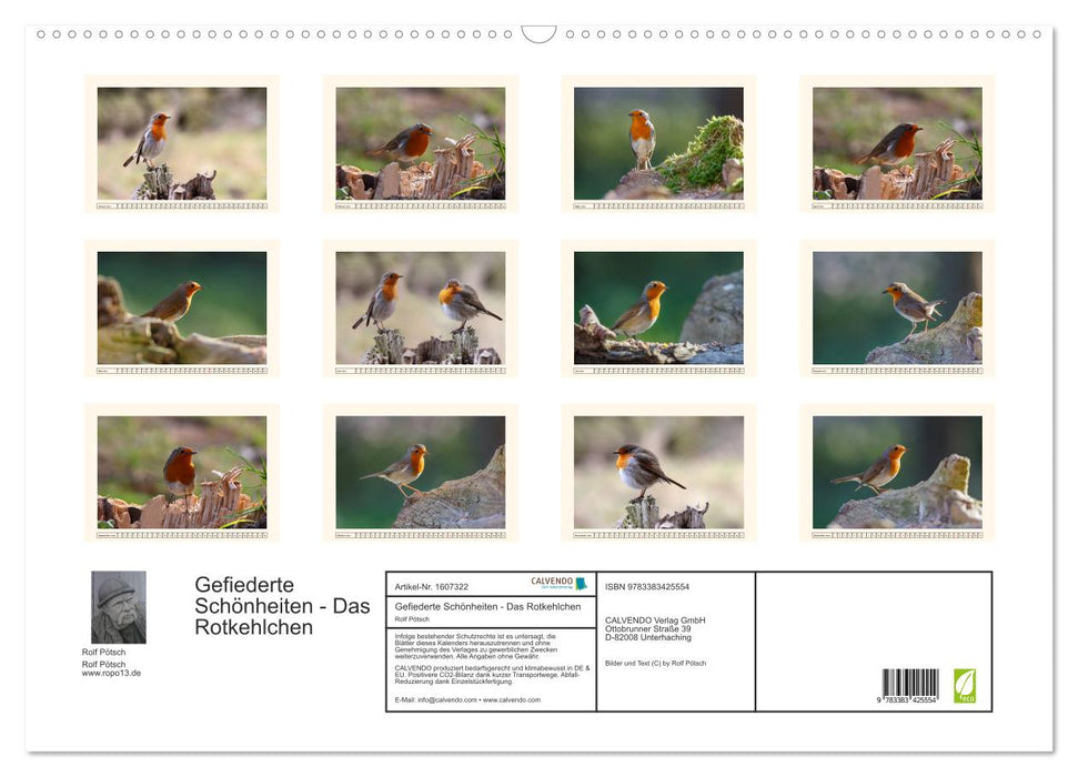 Feathered Beauties - The Robin (CALVENDO Wall Calendar 2024) 