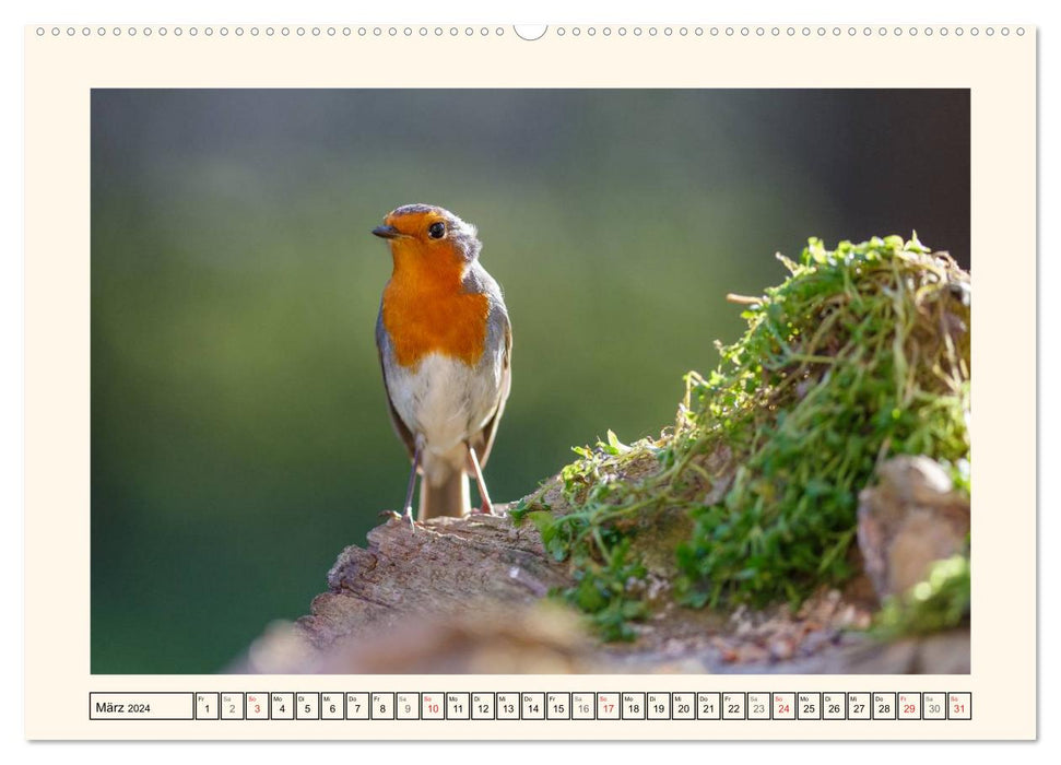 Feathered Beauties - The Robin (CALVENDO Wall Calendar 2024) 