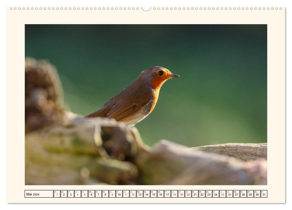 Gefiederte Schönheiten - Das Rotkehlchen (CALVENDO Wandkalender 2024)