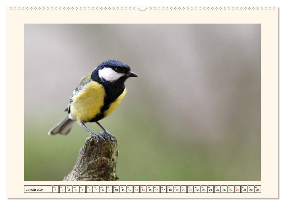 Feathered Beauties - The Great Tit (CALVENDO Wall Calendar 2024) 