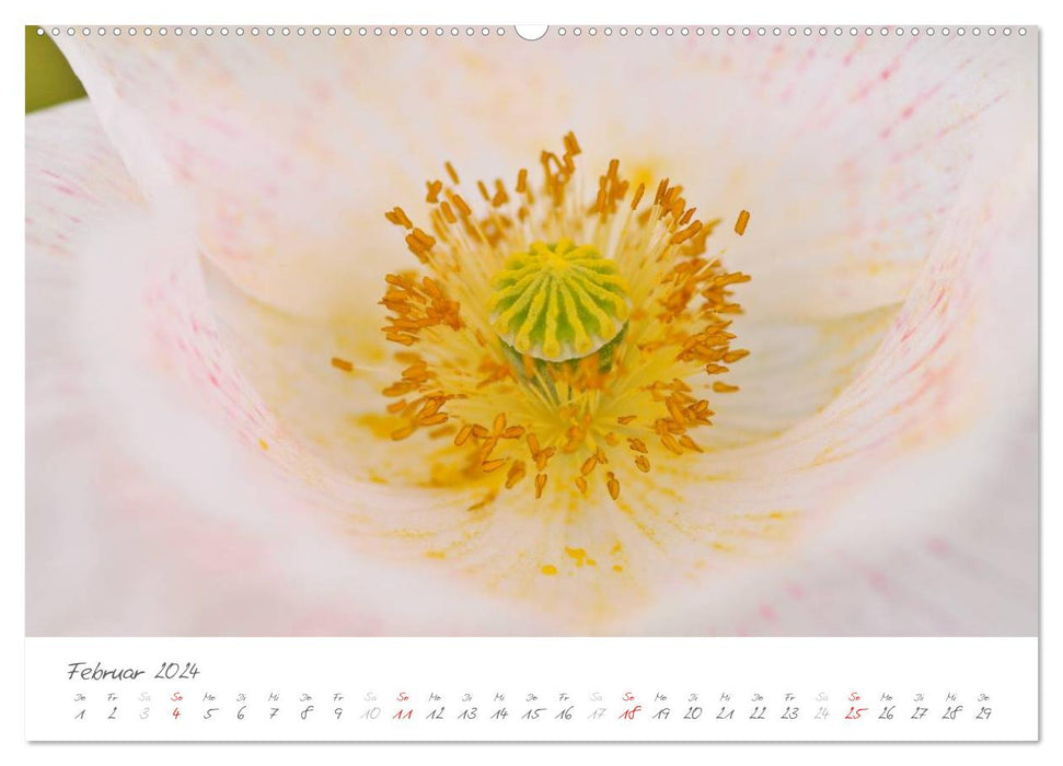 The poppies have risen (CALVENDO wall calendar 2024) 