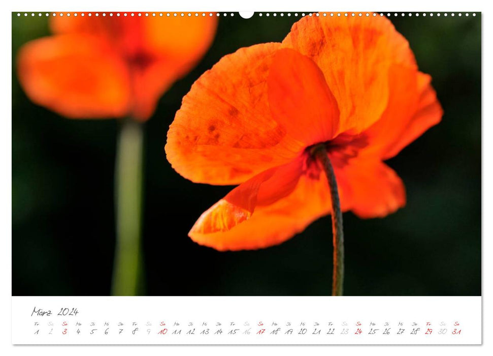 The poppies have risen (CALVENDO wall calendar 2024) 