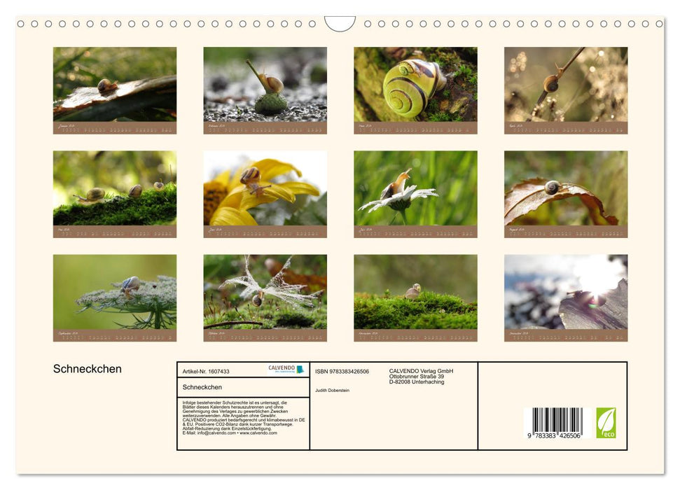 Snails (CALVENDO wall calendar 2024) 