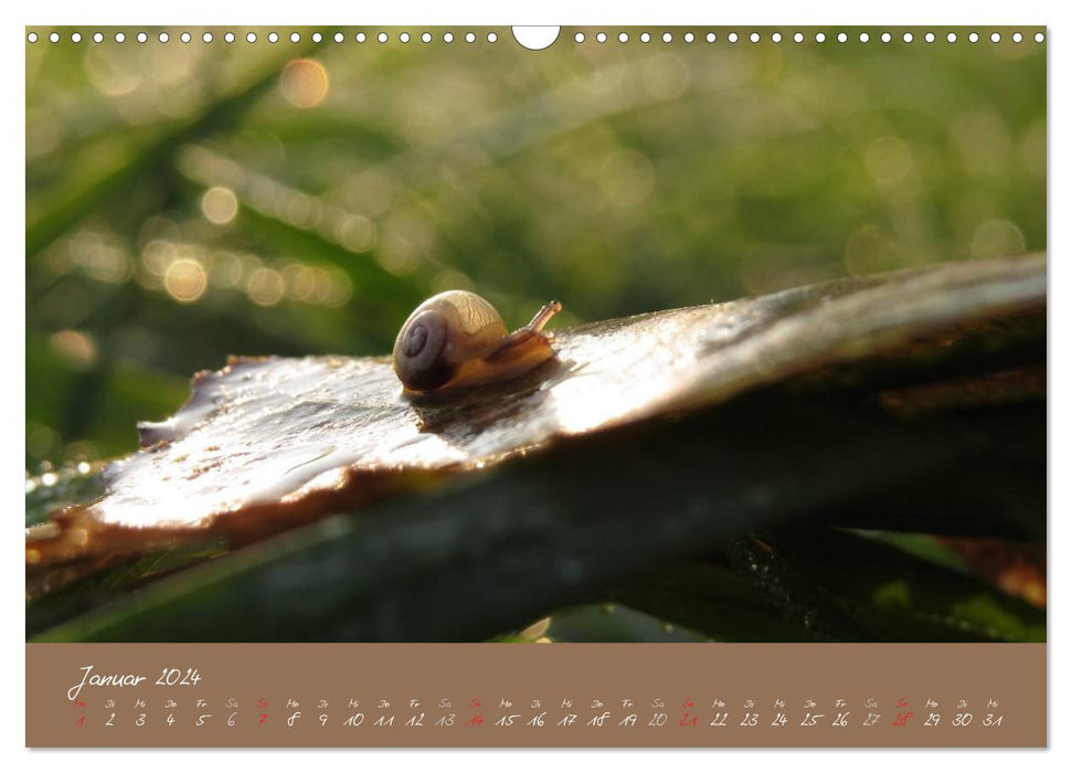 Snails (CALVENDO wall calendar 2024) 