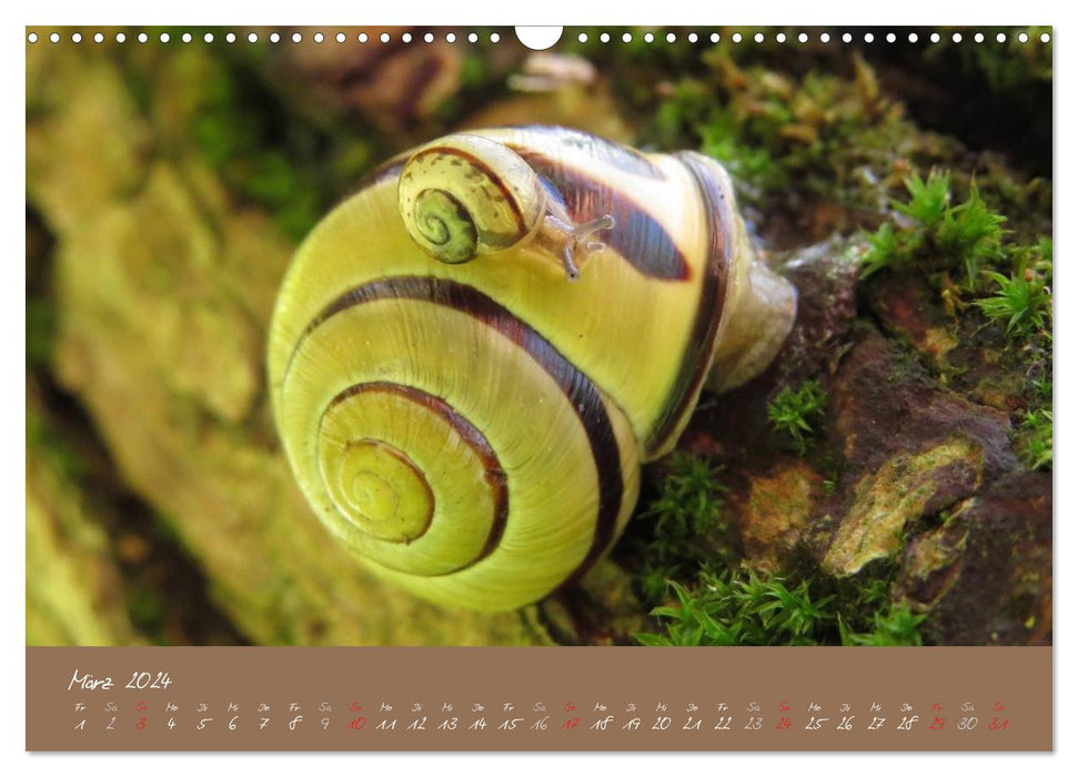 Snails (CALVENDO wall calendar 2024) 