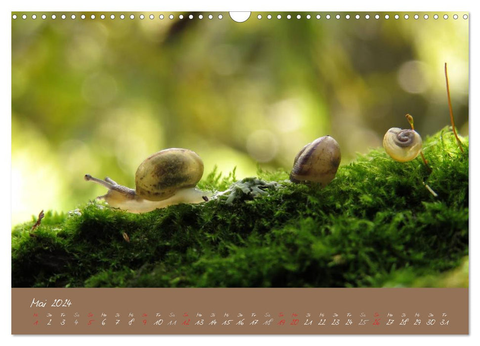 Snails (CALVENDO wall calendar 2024) 