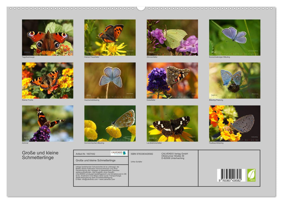 Große und kleine Schmetterlinge (CALVENDO Premium Wandkalender 2024)
