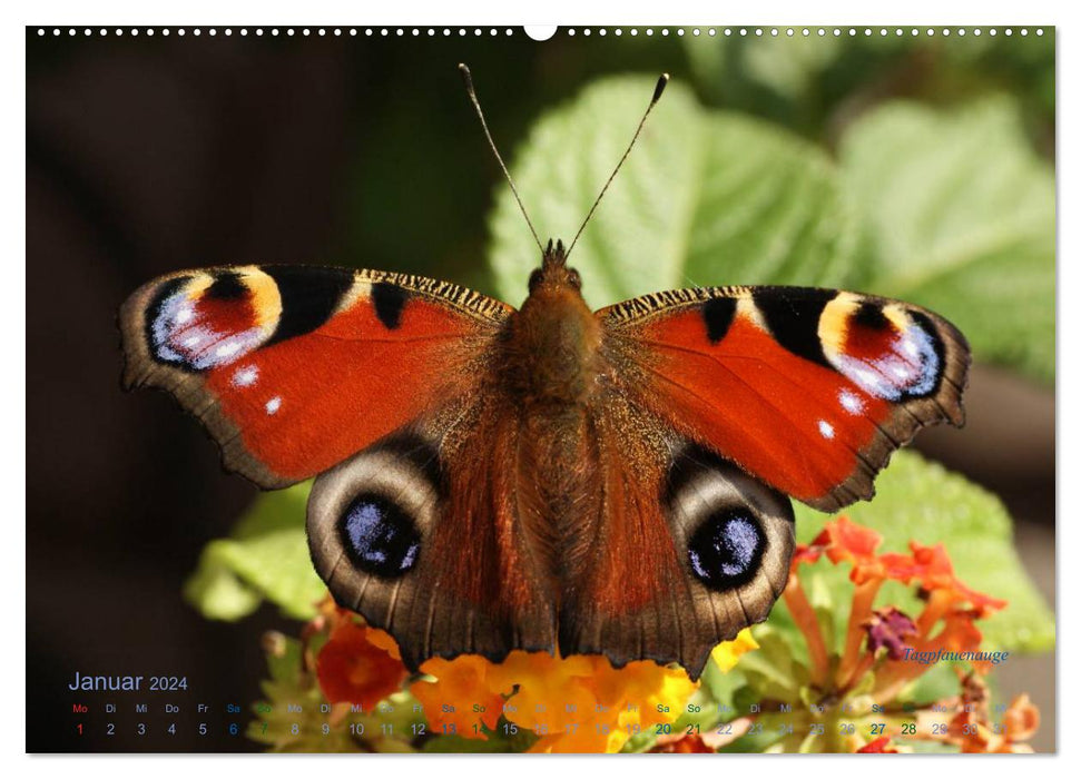 Large and small butterflies (CALVENDO Premium Wall Calendar 2024) 