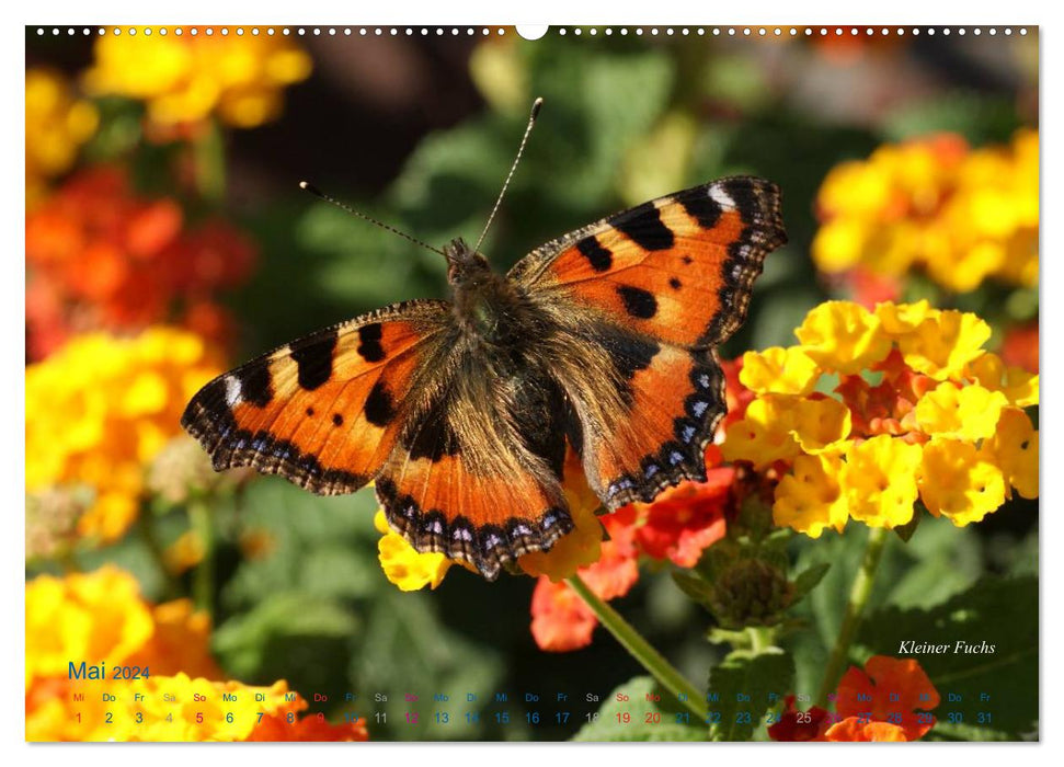 Large and small butterflies (CALVENDO Premium Wall Calendar 2024) 