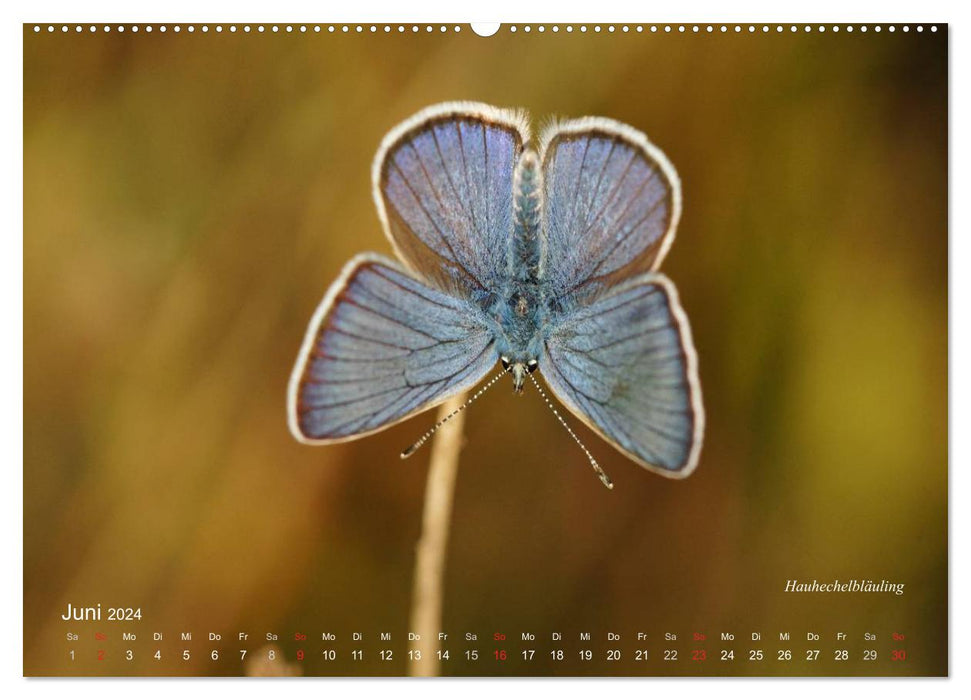 Large and small butterflies (CALVENDO Premium Wall Calendar 2024) 