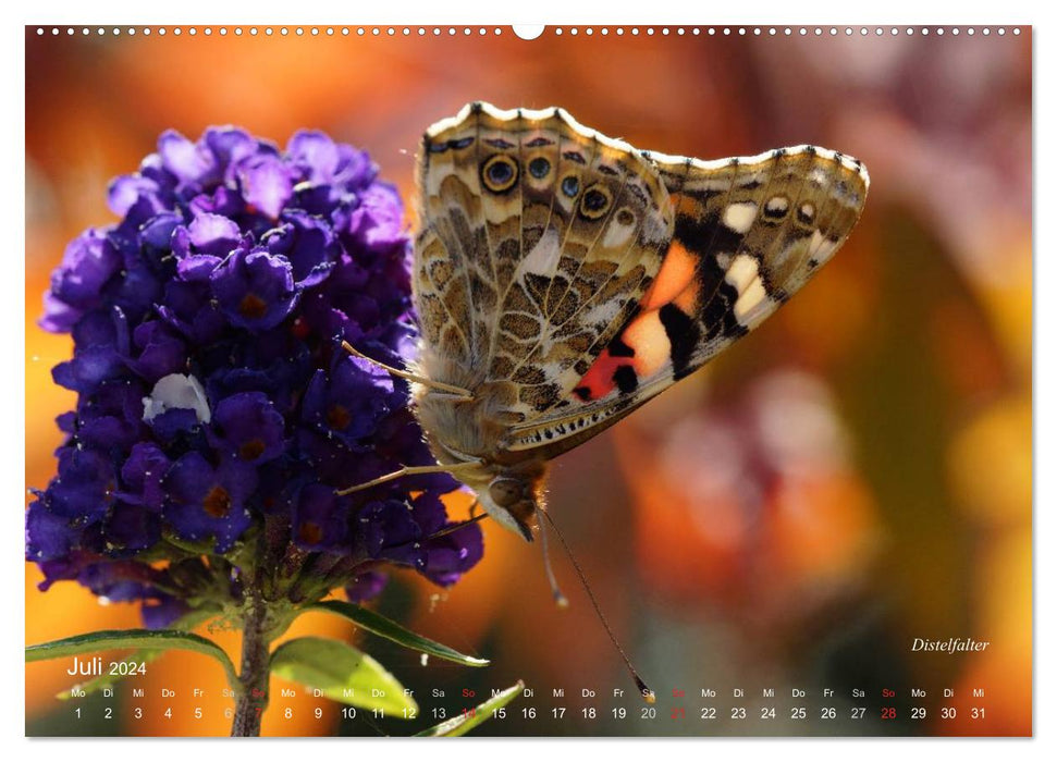 Large and small butterflies (CALVENDO Premium Wall Calendar 2024) 