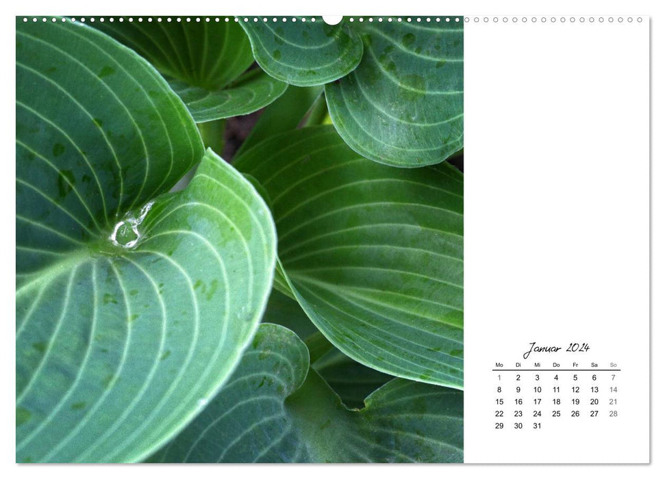 Leaf art (CALVENDO Premium Wall Calendar 2024) 