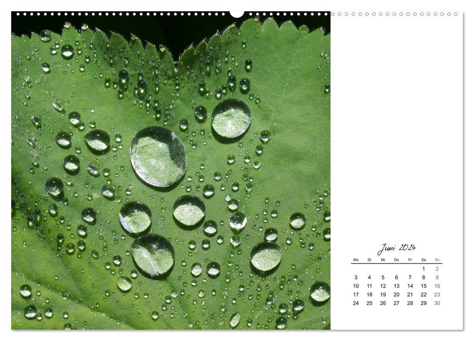 Leaf art (CALVENDO Premium Wall Calendar 2024) 