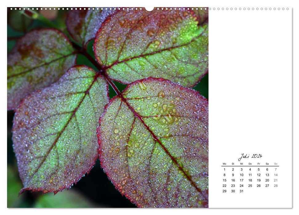 Leaf art (CALVENDO Premium Wall Calendar 2024) 